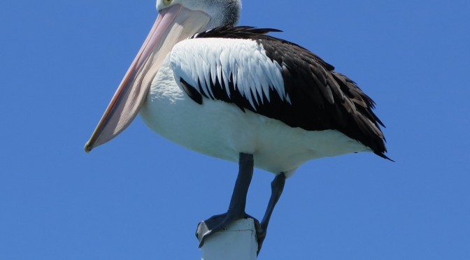 Hervey Bay, au pays des géants