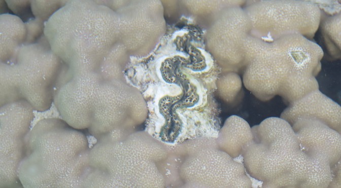 20 mille lieues sous les mers