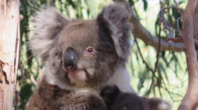 Wildlife safari sur Kangaroo Island